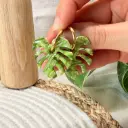 Collection Canopée : Créoles Monstera 